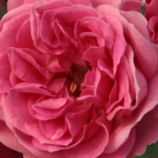 Comanda trandafiri online - Roz - trandafir de parc - trandafir cu parfum discret - Rosa Elmshorn® - Reimer Kordes - ,-
